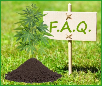 Growing Your Own Weed FAQ (Updated)