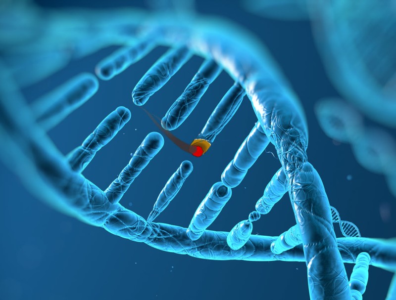 cannabis in human DNA tests