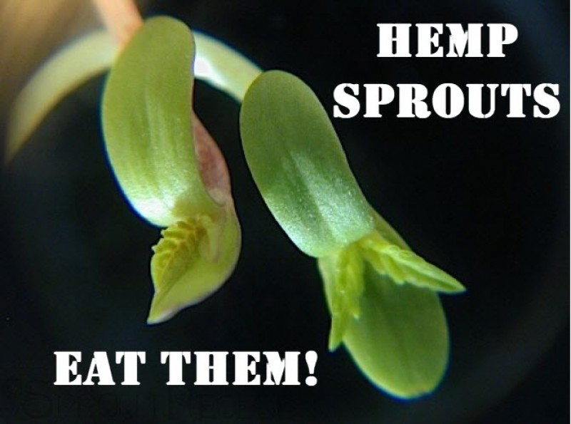 hemp sprouts are better than alfalfa