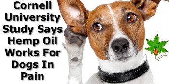 Cornell University Study Says Hemp Oil Works For Dogs In Pain
