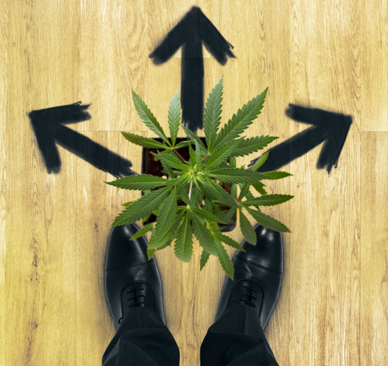 to grow hemp or marijuana
