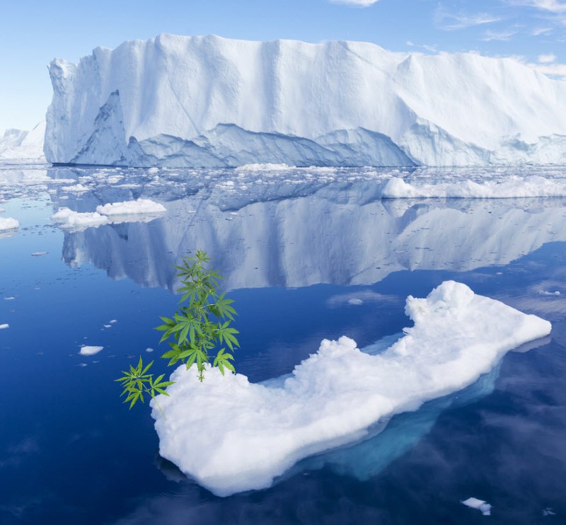wild cannabis plants and ice melts
