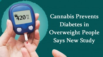 Cannabis Prevents Diabetes in Overweight People Says New Study