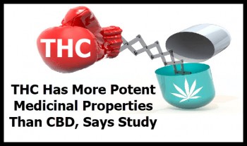 THC Has More Potent Medicinal Properties Than CBD Says Study