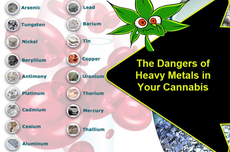 heavy metals in cannabis