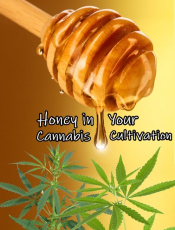 Honey in Your Cannabis Cultivation: A Guarantee of Maximum Yield?