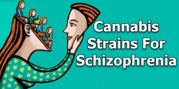 Cannabis Strains For Schizophrenia