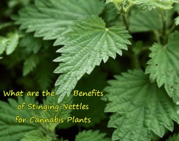 What are the Benefits of Stinging Nettles for Cannabis Plants?