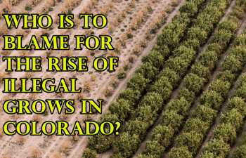 Who is to blame for the rise of illegal grows in Colorado?