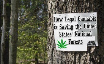 How Legal Cannabis is Saving the United States’ National Forests
