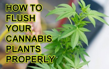 Everything You Need To Know About Flushing Your Cannabis Plants