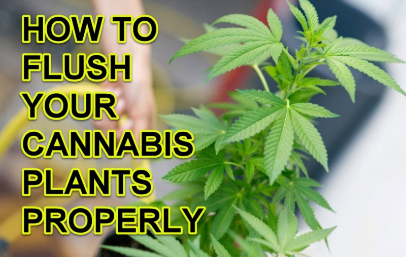 Flush Cannabis