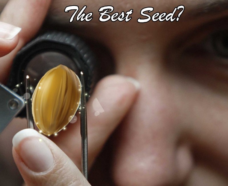 how to pick the best seeds