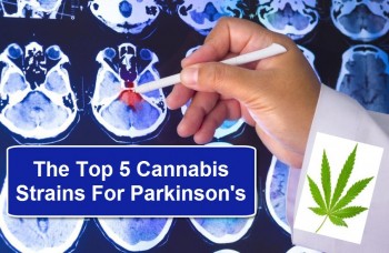 Top 5 Cannabis Strains For Parkinson’s Disease