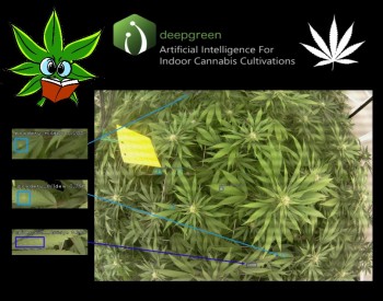 Artificial Intelligence for Cannabis Growers With Deepgreen