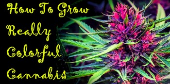 How To Grow Really Colorful Cannabis Plants