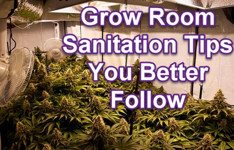 grow room sanitation tips