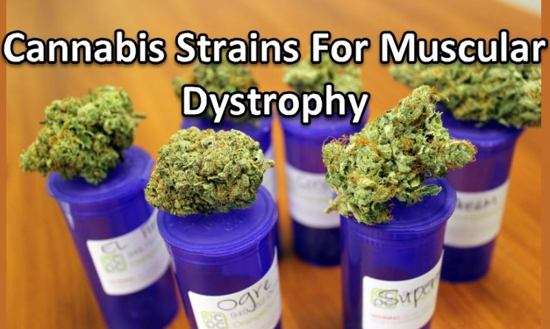 strains for muscular dystrophy