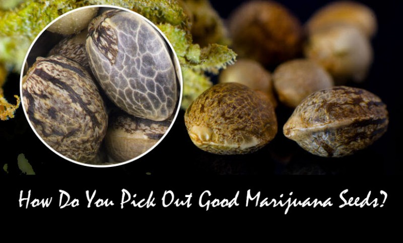 Buying Good Cannabis Seeds