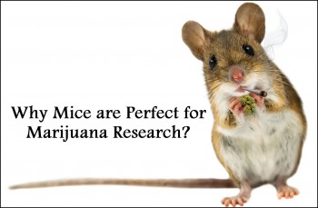 Why Mice are Perfect for Marijuana Research?