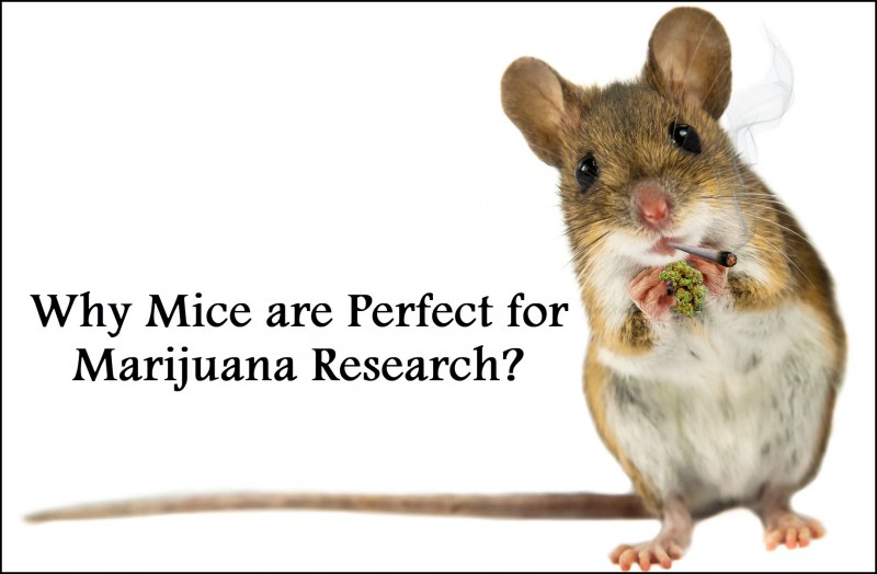 mice for cannabis research