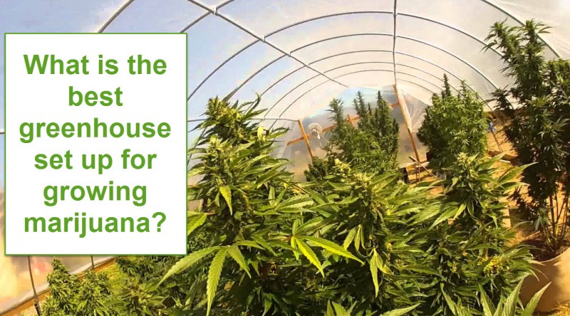Greenhouse Marijuana