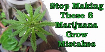 Stop Making These 8 Marijuana Grow Mistakes