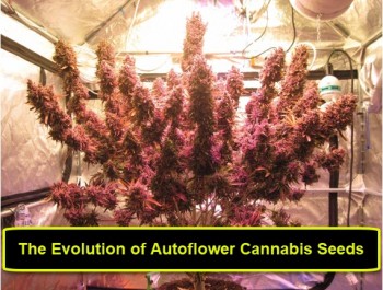 The Evolution of Autoflower Cannabis Seeds