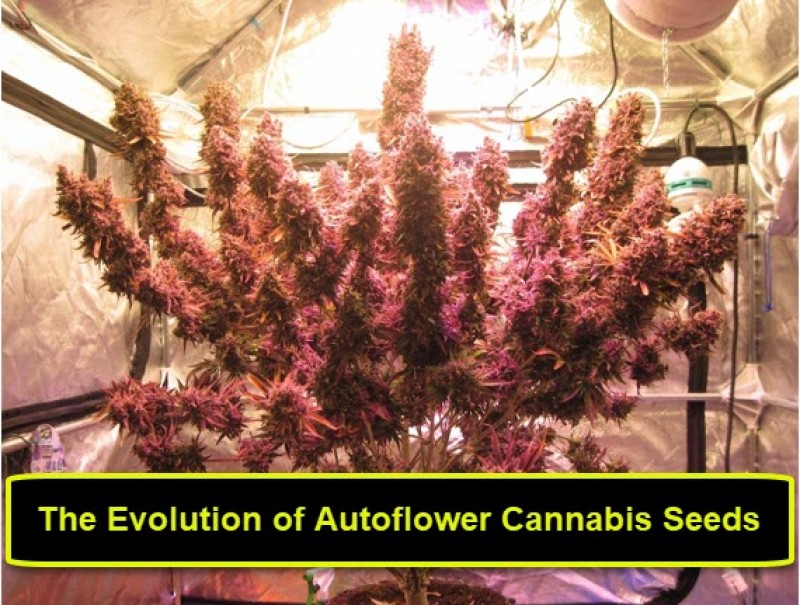 autoflower cannabis seeds