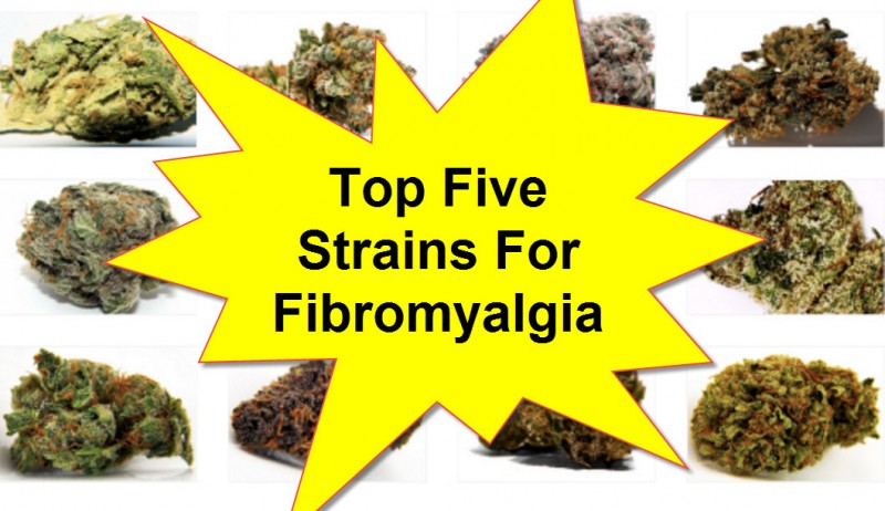 Fibromyalgia Marijuana Strains