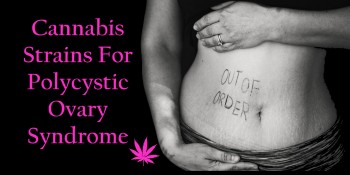 Cannabis Strains For Polycystic Ovary Syndrome