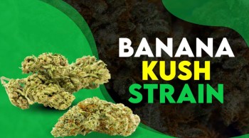 Banana Kush Strain Information: Flavor, Aroma, and Benefits