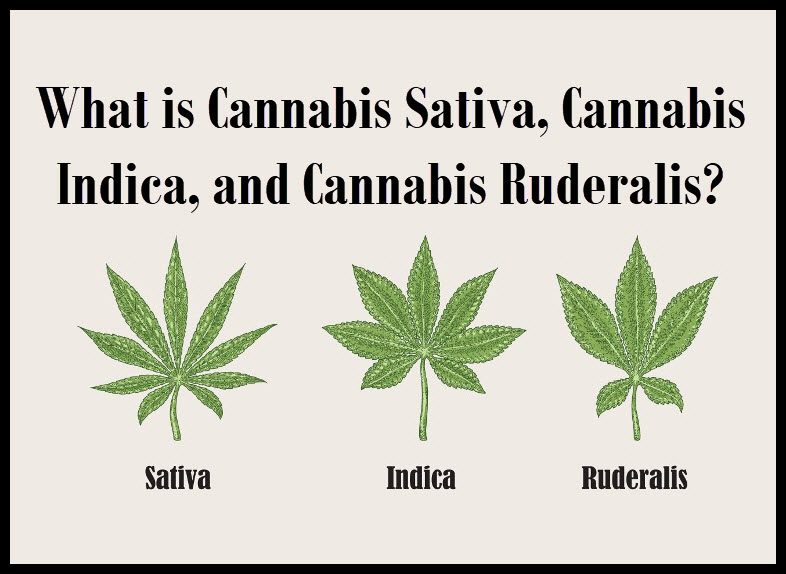 What Is Cannabis Sativa, Cannabis Indica, And Cannabis Ruderalis?