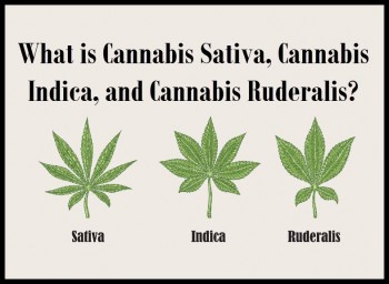 What is Cannabis Sativa, Cannabis Indica, and Cannabis Ruderalis?