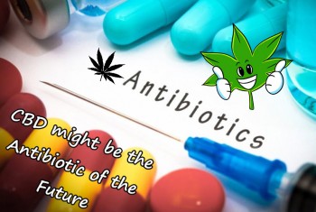 CBD might be the Antibiotic of the Future