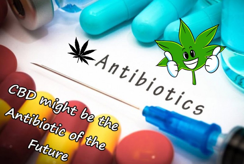 cbd antibiotic