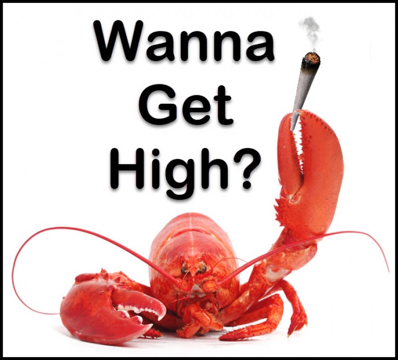 lobsters on weed