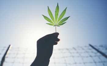 A Life Sentence in Prison for 43.71 Grams of Cannabis? Mississippi Supreme Court Upholds Draconian Ruling