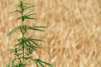 What is Cannabis Ruderalis and How Did It Change Everything?