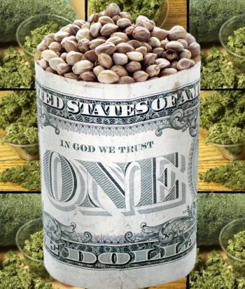 Someone is Flooding America with Cannabis Seeds, and Now We Know Why!