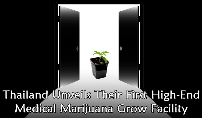 Thailand Medical Marijuana Grow