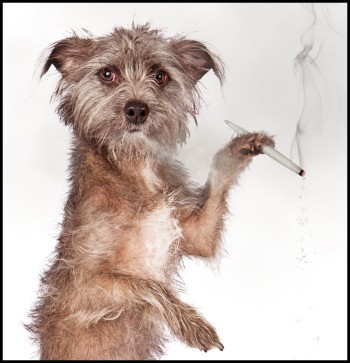 Does Your Dog Like Getting High? - Canine Cannabis Intoxication on the Rise at Vet's Offices