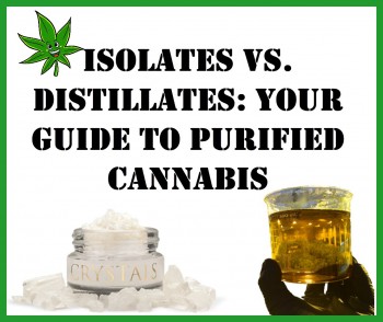 Isolates vs. Distillates: Your Guide To Purified Cannabis