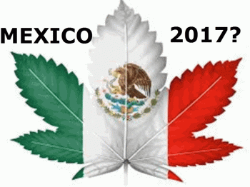 Will Mexico Legalize Cannabis after California voted in 2016?