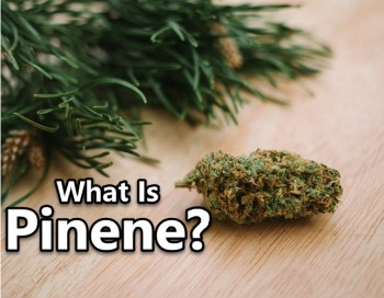 What Is Pinene?