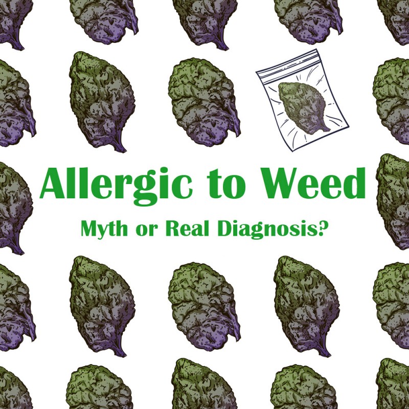 allergic to cannabis