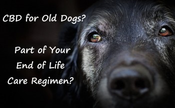 CBD for Old Dogs - Part of Your End of Life Care Regimen?