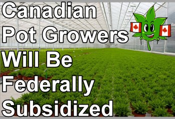 Canadian Pot Growers Will Be Federally Subsidized