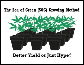 The Sea of Green (SOG) Growing Method - Better Yield or Just Hype?