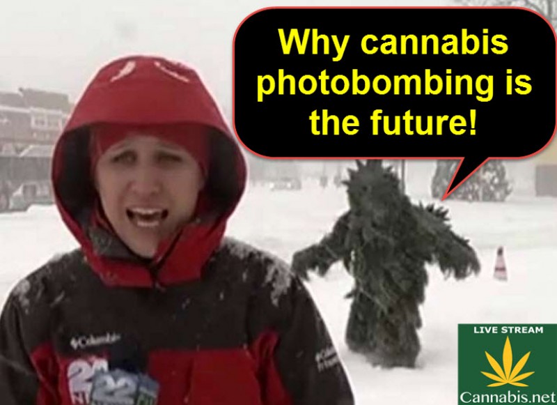 weed photobomb